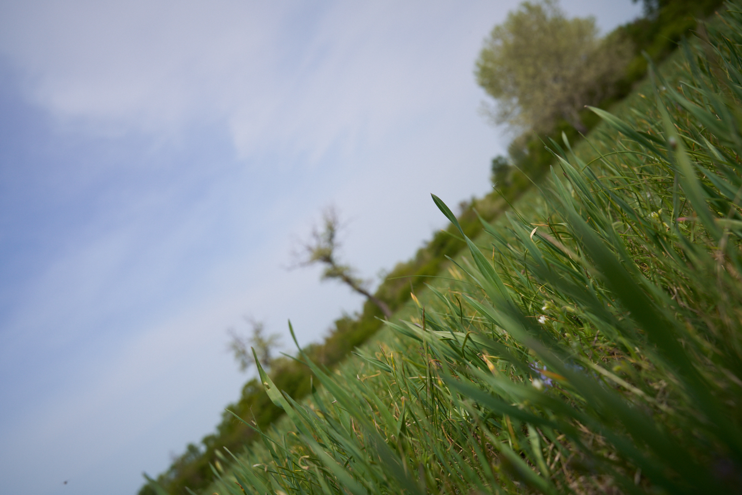 POV-Paar 6 — Hundesicht